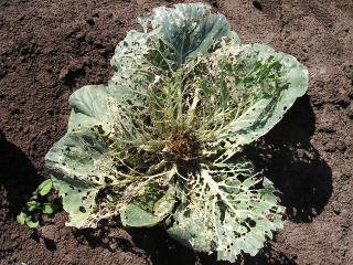 Severe damage by cabbage head caterpillar larvae to cabbage. Photo courtesy Mike Furlong