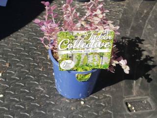 Callisia Pink Lady Callisia Pink Lady
