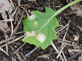 Circular to irregular blackleg lesions on a young canola leaf.