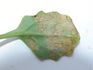 white cottony growth of the fungus on corresponding lower leaf surface white cottony growth of the fungus on corresponding lower leaf surface