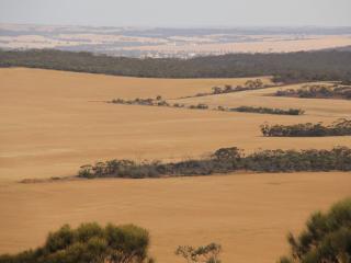 A Wheatbelt landscape. A Wheatbelt landscape.