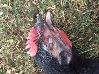 Chicken with ocular swelling and discharge