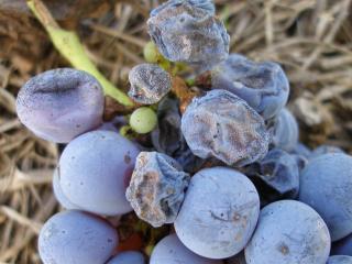 Berries infected with a range of species of Colletotrichum develop a reddish brown circular spot at the infection site that eventually covers the whole berry