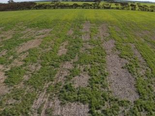 Cockchafer damage in barley