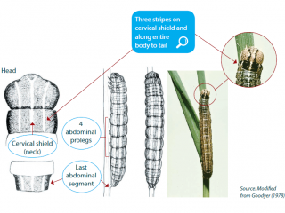 Characteristics of the common armyworm highlighted Characteristics of the common armyworm highlighted