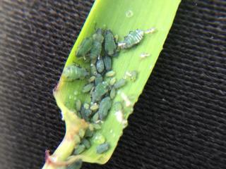 Corn aphids on a barley leaf