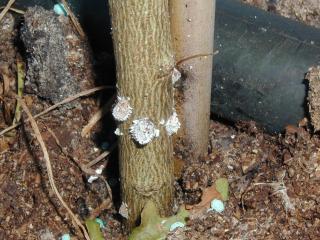 Cottony cushion scale on young citrus tree.