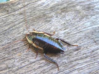 Black cockroach on timber.
