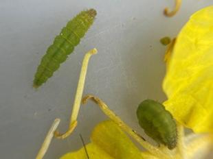 Two diamondback moth larvae captured by sweep netting canola Two diamondback moth larvae captured by sweep netting canola