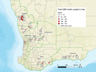 Map displaying total diamondback moth numbers caught in traps during August 2021