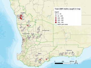 Map displaying total diamondback moth numbers caught in traps during August 2021 Map displaying total diamondback moth numbers caught in traps during August 2021