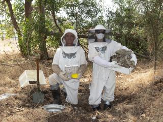 DPIRD staff, including senior technical officer Marc Widmer and European wasp activity leader Catherine Webb remove European wasp nests, such as the nest discovered at a park in Thornlie earlier this year. European wasp nest Thornlie baseball park, Marc Widmer, Catherine Webb