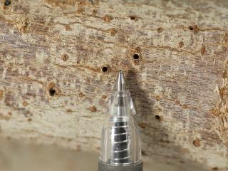 Residents are being asked to check their backyard trees for signs of borer damage including multiple entrance holes approximately the size of ballpoint pen tip, in response to a suspect detection of exotic beetle Polyphagous Shot-Hole Borer.