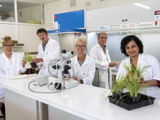 Five people in lab coats in a laboratory looking at green plants.
