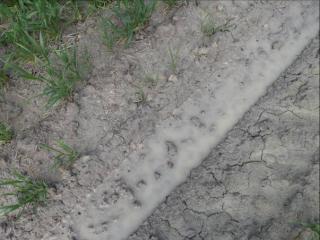 Dispersed clay in the wheel track. Note also poor cereal germination