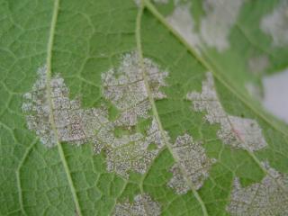 Downy mildew on grape vine leaf