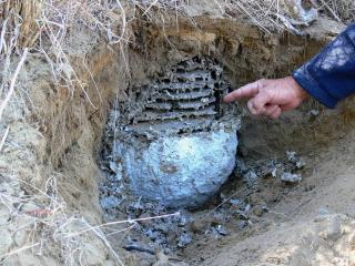 European wasps build 90 per cent of their nests underground, so wasps that fly in and out of a single hole in the ground should be treated as suspicious and reported to the department. The nest pictured was excavated by department experts - residents are European wasp nest in ground