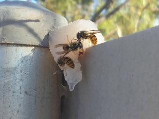 European wasps on fish