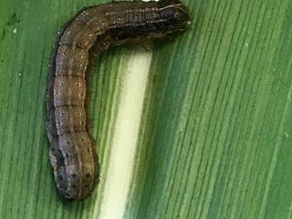 Fall armyworm larva on maize