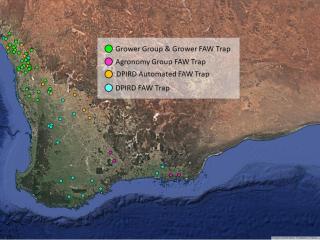 A WA map of Fall armyworm traps being monitored by growers, grower groups, agronomists and DPIRD staff. A WA map of Fall armyworm traps being monitored by growers, grower groups, agronomists and DPIRD staff.