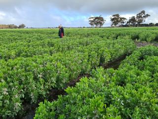 DPIRD research scientist King Yin Lui inspects a crop of faba beans.