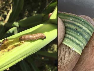 Small caterpillar and a stripey leaf with bugs on it.