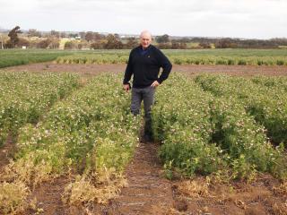 Department of Agriculture and Food research officer Dr Ron Yates in a research plot of Wharton field peas at Katanning Research Facility sown as part of a new Grains Flagship project to overcome constraints to early sowing and boost productivity.