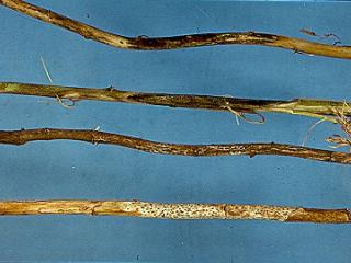 Lupin stubble exhibiting characteristic phomopsis symptoms