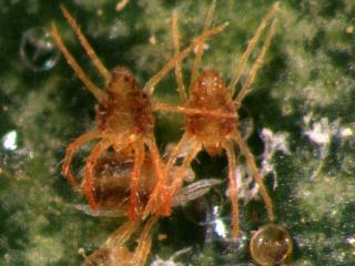 Oriental spider mite
