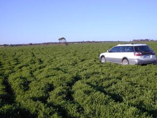 Excellent weed control in grazed biserrula