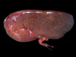 Classical swine fever - copyright Foreign Animal Disease, 7th Ed, US Animal Health Association Classical swine fever - copyright Foreign Animal Disease, 7th Ed, US Animal Health Association