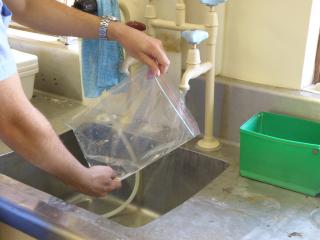 Place material in the resealable plastic bag to test for downy mildew