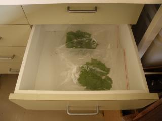 Placing the bag in a cupboard overnight encourages sporulation