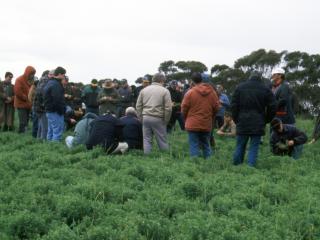 File photo of 1998 lentil trials in the Esperance region