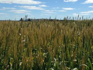 Frost damage in early sown cereal trials