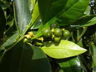 Shedding of fruitlets from Daisy mandarin tree.