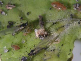 In the centre of this photo is a Green peach aphid infected with fungus.