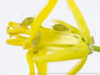 Green peach aphids on a canola flower.