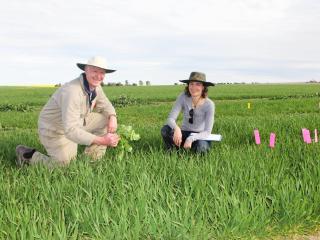 Department of Agriculture and Food officers Glen Riethmuller and Dr Catherine Borger have examined the long-term impacts of row spacing and harvest weed seed destruction on weed control.