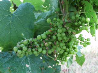 Garden weevil adult damage to grape berries