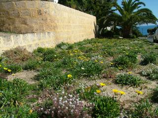 Verge with small plants with yellow daisy-like flowers.