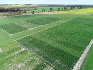 Aerial view of a patchwork of crops in paddocks.