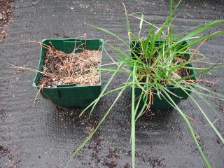 Glyphostate resistance Pots of annual ryegrass tested for glyphosate resistance; the plant on the left has died, therefore its susceptible, the plant on the right is alive therefore it is strongly resistant.