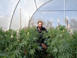 DPIRD research officer Martin Harries with Jurien lupins that were part of a trial that quantified how rainfall on mature crops impacts seed germination rates.