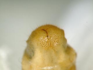 Close up photo of hairs around the anus of Heteronyx obesus larvae