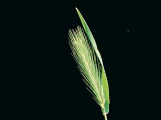 Barley grass head
