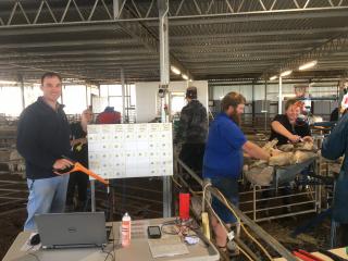 Man with device near sheep in a shed yarding with people behind.