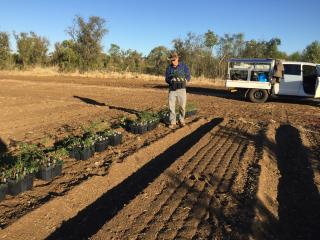 Man laying out plants in a paddock of red dirt