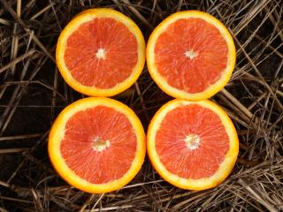 Kirkwood Red navel orange