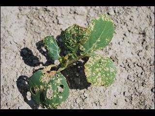 Leaf beetle damage to brassica seedling. Photo courtesy AAFC, Government of Canada